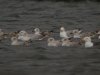 Caspian Gull at Paglesham Lagoon (Steve Arlow) (115237 bytes)